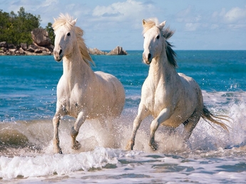 Aut A / CAMARGUE - St Gilles (30) Aut A / CAMARGUE - St Gilles (30)